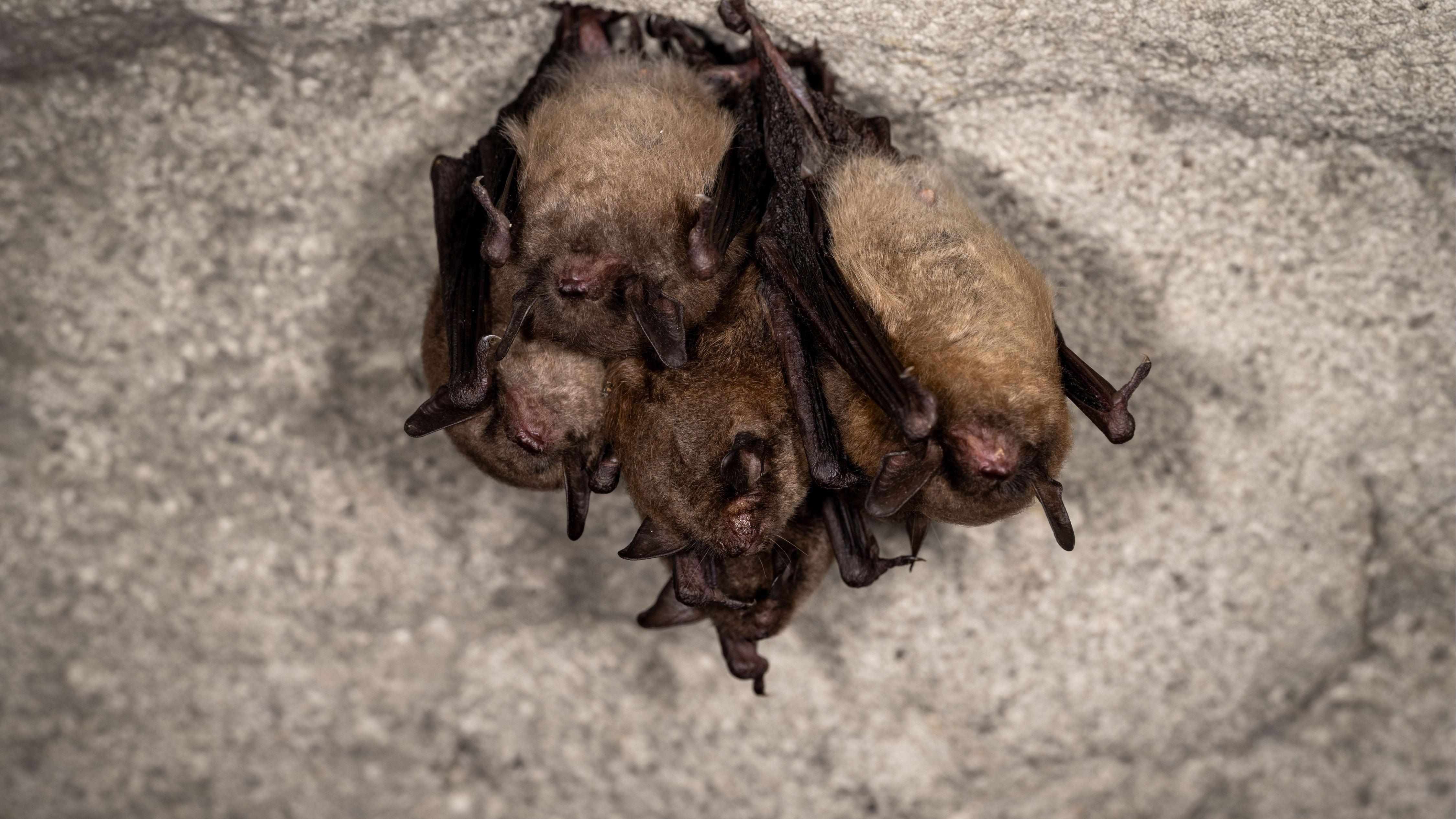 10 Fang-Tastic Facts about Alabama Bats